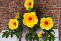 Hardy Yellow Rose of Sharon Seeds – Hibiscus hamabo, Deciduous Shrub with Yellow Flowers, Garden Hedge & Border Plant