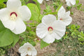 Hairy-fruited Hibiscus Seeds – Hibiscus lasiocarpos, Perennial Wetland Plant, Pink to White Flowers, Moist Soil, Pond Edge, 25 Seeds