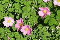 Common Wild Rose Seeds – Rosa woodsii – Pink Flowers, Ornamental Rose Hips, Native Deciduous Shrub, Prairie and Landscape Plant