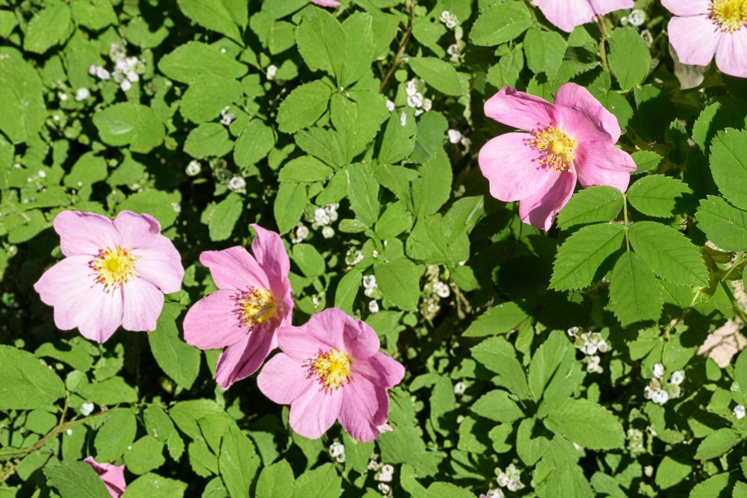 Common Wild Rose Seeds – Rosa woodsii – Pink Flowers, Ornamental Rose Hips, Native Deciduous Shrub, Prairie and Landscape Plant