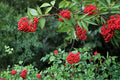 Red Elderberry Seeds – Sambucus racemosa, Berry Shrub, Deciduous Plant for Woodland Gardens & Hedging