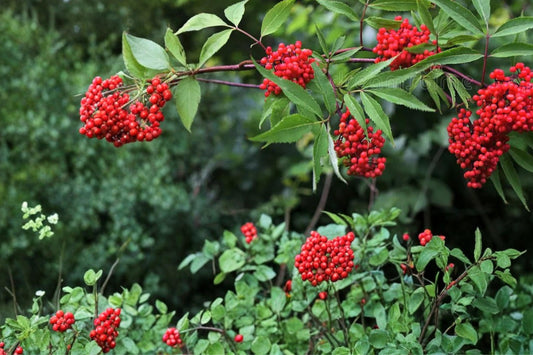 Red Elderberry Seeds – Sambucus racemosa, Berry Shrub, Deciduous Plant for Woodland Gardens & Hedging