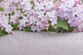 Early Lilac Seeds – Syringa oblata, Fragrant Purple to Pink Flowering Shrub, Deciduous Garden Plant, 25 Seeds