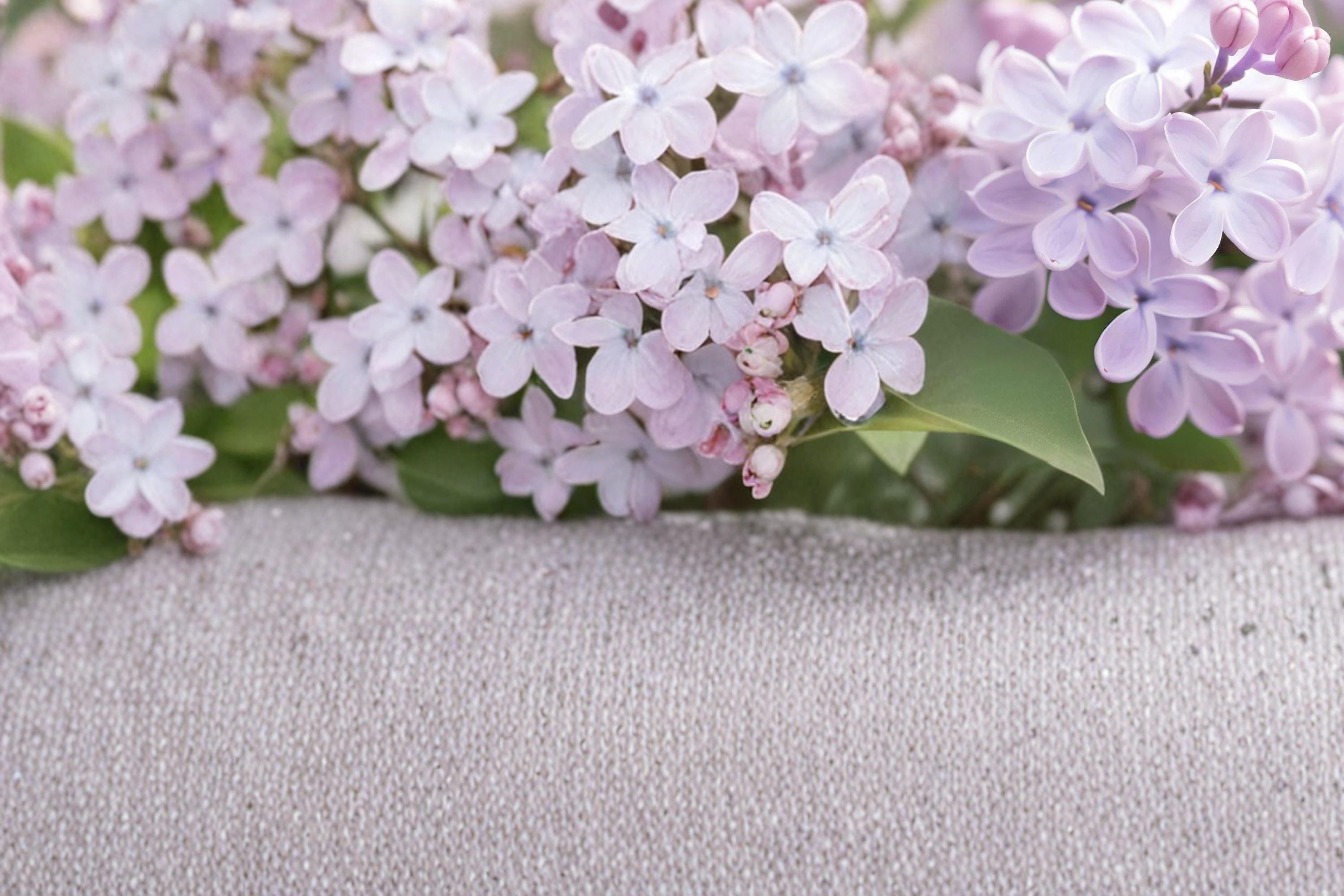 Early Lilac Seeds – Syringa oblata, Fragrant Purple to Pink Flowering Shrub, Deciduous Garden Plant, 25 Seeds