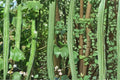 Snake Gourd Seeds – Herbaceous Climbing Vine with Long Green Fruits, Lagenaria siceraria, 10 Seeds