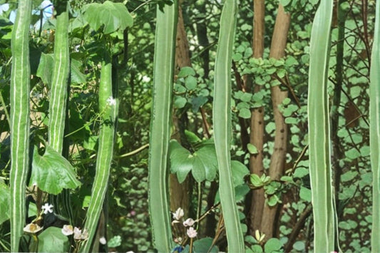 Snake Gourd Seeds – Herbaceous Climbing Vine with Long Green Fruits, Lagenaria siceraria, 10 Seeds
