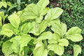 White Leaf Amaranth Seeds – Amaranthus mangostanus, Herbaceous Annual, Fast-Growing Green Foliage, Garden Bed Plant, Full Sun