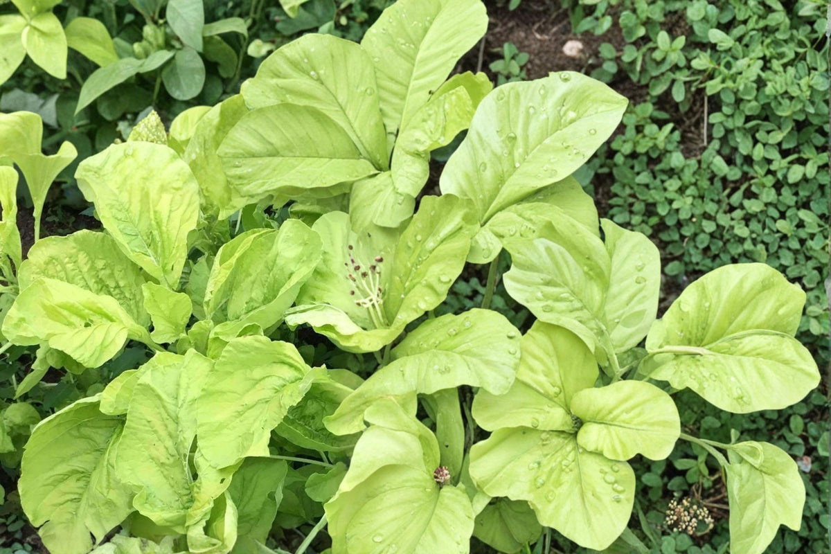 White Leaf Amaranth Seeds – Amaranthus mangostanus, Herbaceous Annual, Fast-Growing Green Foliage, Garden Bed Plant, Full Sun