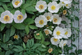 Japanese Woodland Peony Seeds – Paeonia japonica, White Shade-Tolerant Perennial for Woodland Gardens