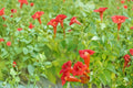 Trumpet Creeper Vine Seeds – Campsis radicans, Bright Orange Tubular Flowers, Climbing Woody Perennial Vine, Garden Trellis Plant