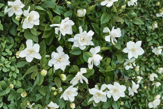 Cape Jasmine Seeds – Gardenia jasminoides Evergreen Shrub with Creamy White Flowers, Glossy Foliage, Ornamental Landscape Plant