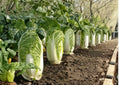 500+ Kyoto No 3 Napa Cabbage Seeds – Heirloom Asian Vegetable Seeds for Garden, Chinese Lettuce, Bok Choy, Greens