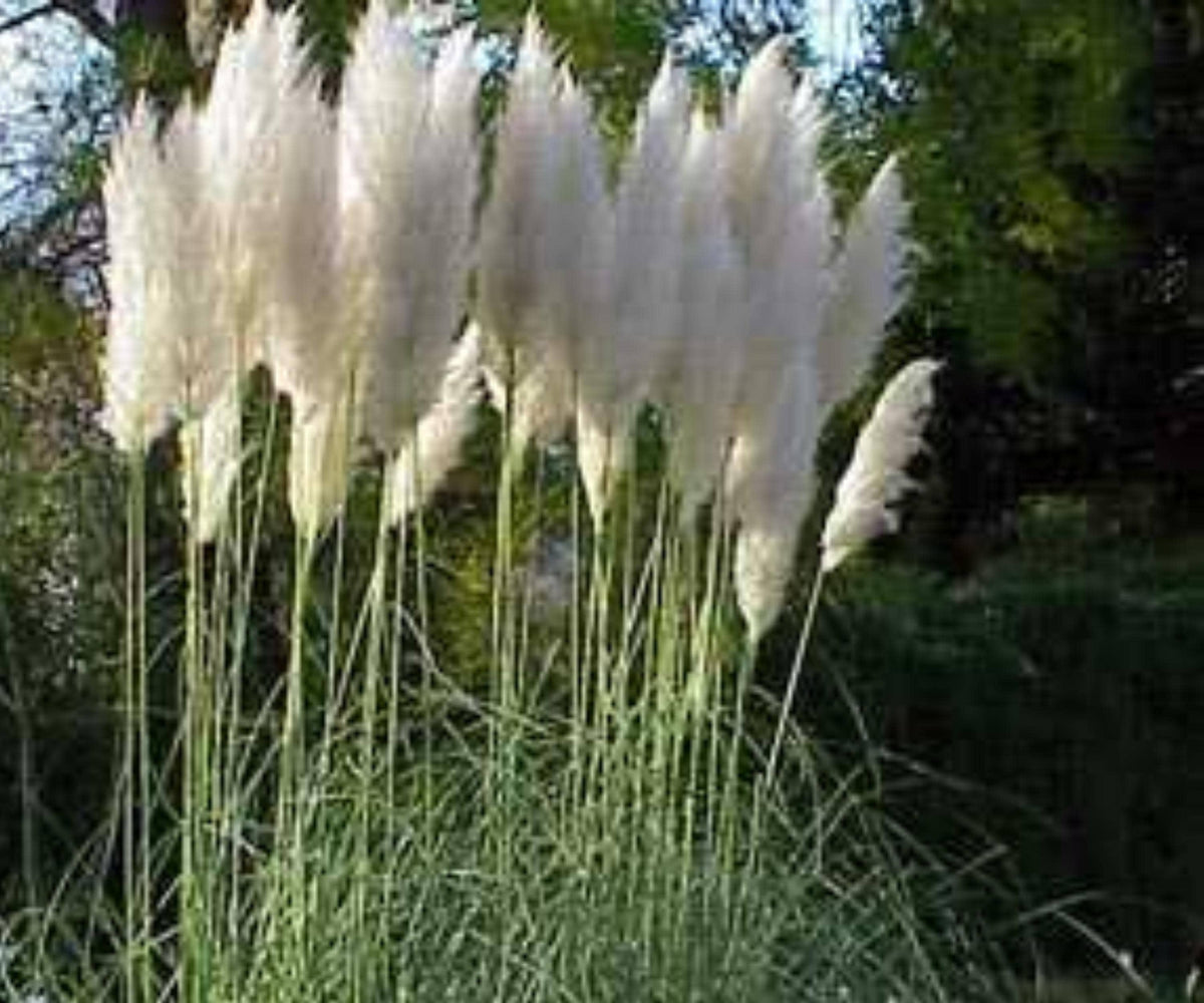 White Pampas Grass Live Plant - 3 Plugs, Ornamental Tall Perennial, Cortaderia Selloana, White Feathery Plumes, Landscaping, Dried Floral