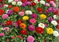 California Giant Zinnia Seeds Mixed Colors | Heirloom Flower Seeds for Garden & Cut Flowers