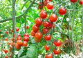 Sweetie Cherry Tomato Seeds, Non-GMO Heirloom, Small Fruit, Solanum lycopersicum