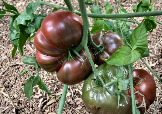 Cherokee Purple Tomato Seeds – Heirloom Non-GMO Slicer Tomato for Garden Planting, Rich Flavor, Indeterminate, Solanum lycopersicum