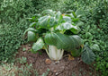 Pak Choi White Stem Seeds – Heirloom Non-GMO Chinese Bok Choy for Garden, Fresh Vegetable, Leafy Greens, Asian Cuisine