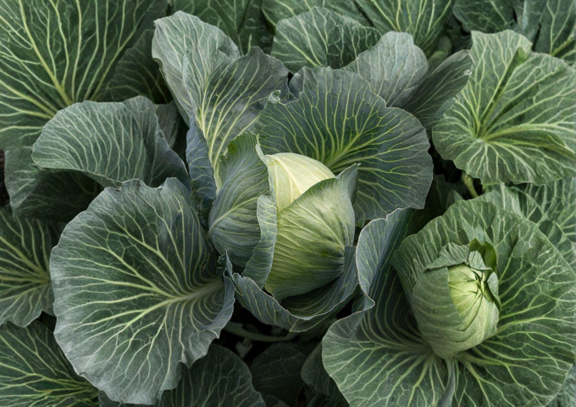 Early Round Dutch Cabbage Seeds – Heirloom Non-GMO Vegetable Seeds for Garden Planting, Round Head, Crisp Leaves