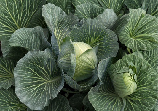 Early Round Dutch Cabbage Seeds – Heirloom Non-GMO Vegetable Seeds for Garden Planting, Round Head, Crisp Leaves