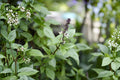 Panicled Aster Seeds 100 Pack | Native Wildflower with White Daisy-Like Blooms | Symphyotrichum lanceolatum