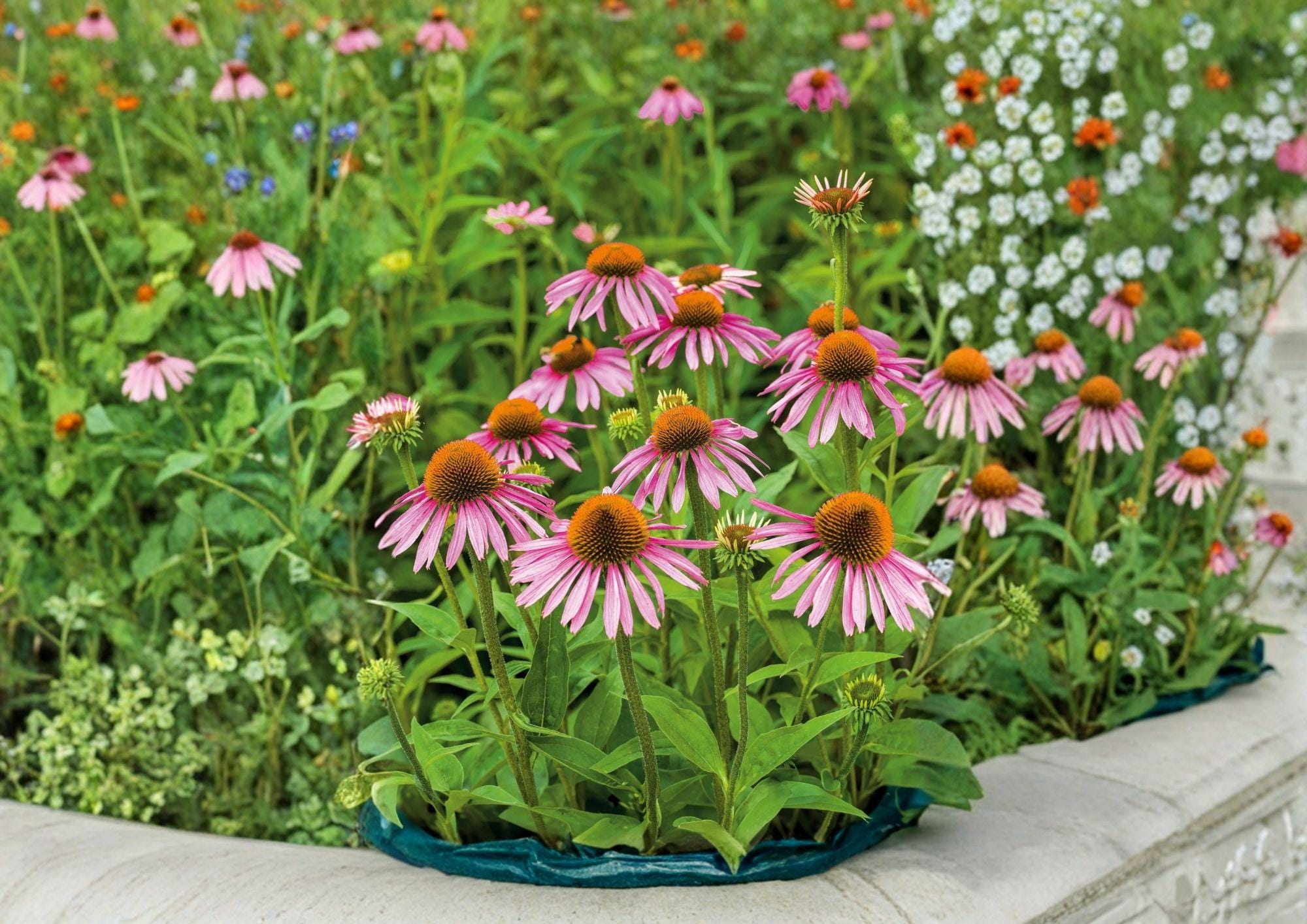 Purple Coneflower Seeds - Perennial Wildflower for Garden, Pollinator, Drought Tolerant, Echinacea purpurea, 300+ Seeds