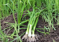 White Lisbon Onion Seeds – Bunching Scallion, Heirloom Vegetable Seeds for Garden, Green Onion, Fast-Growing, Culinary, Fresh Green Onions