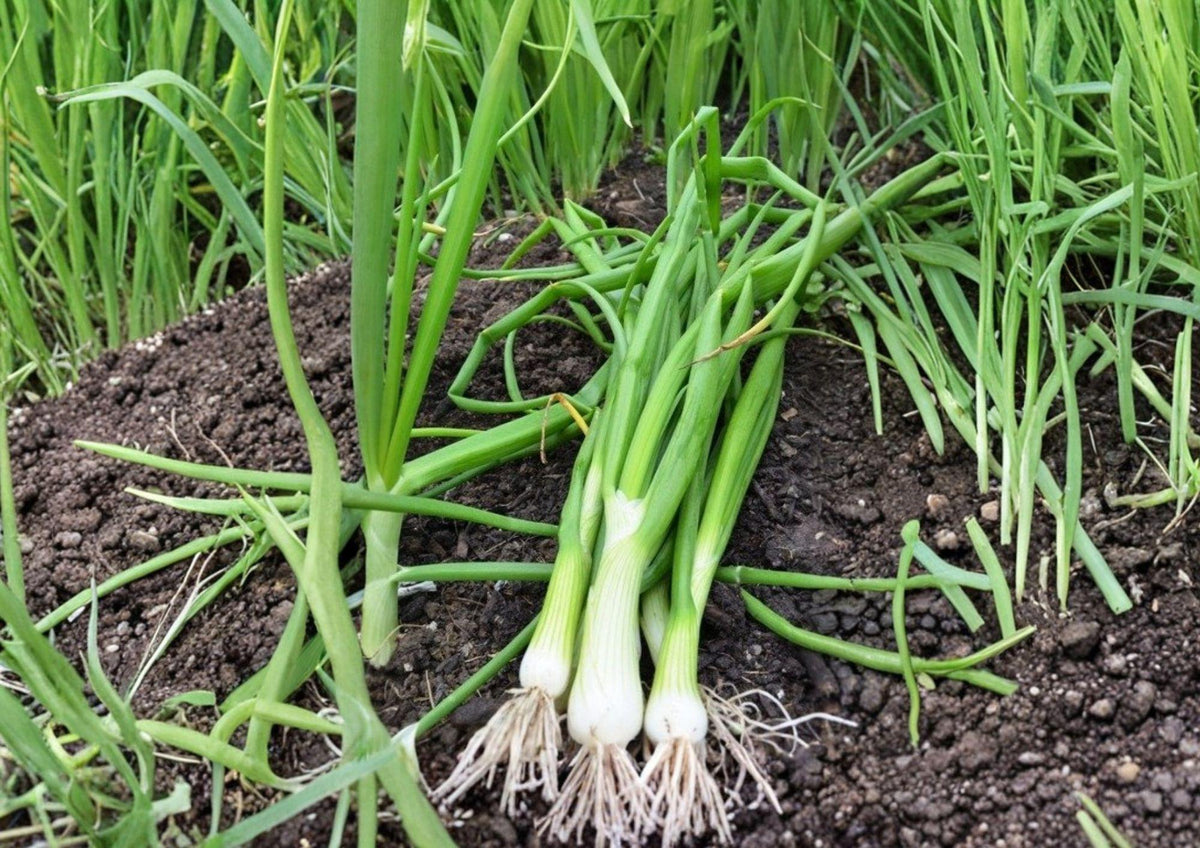 White Lisbon Onion Seeds – Bunching Scallion, Heirloom Vegetable Seeds for Garden, Green Onion, Fast-Growing, Culinary, Fresh Green Onions