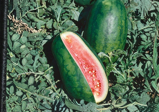 Congo Watermelon Seeds Heirloom Organic Non-GMO Large Red Flesh Melon Seeds for Garden Planting