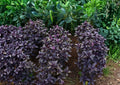 500+ Dark Opal Basil Seeds – Heirloom Organic Purple Basil Herb Seeds for Culinary Gardening, Ocimum basilicum