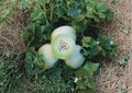 Green Flesh Honeydew Seeds, Heirloom Non-GMO, Summer Garden Melon, Cucumis melo
