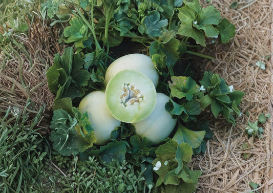 Green Flesh Honeydew Seeds, Heirloom Non-GMO, Summer Garden Melon, Cucumis melo