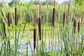 Cattail Seeds 600 Pack Typha latifolia Wetland Pond Plant Seed for Water Gardens & Shoreline