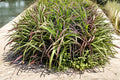 Purpletop Grass Seeds – Tridens flavus, Native Perennial Ornamental Meadow Grass, 500 Seeds