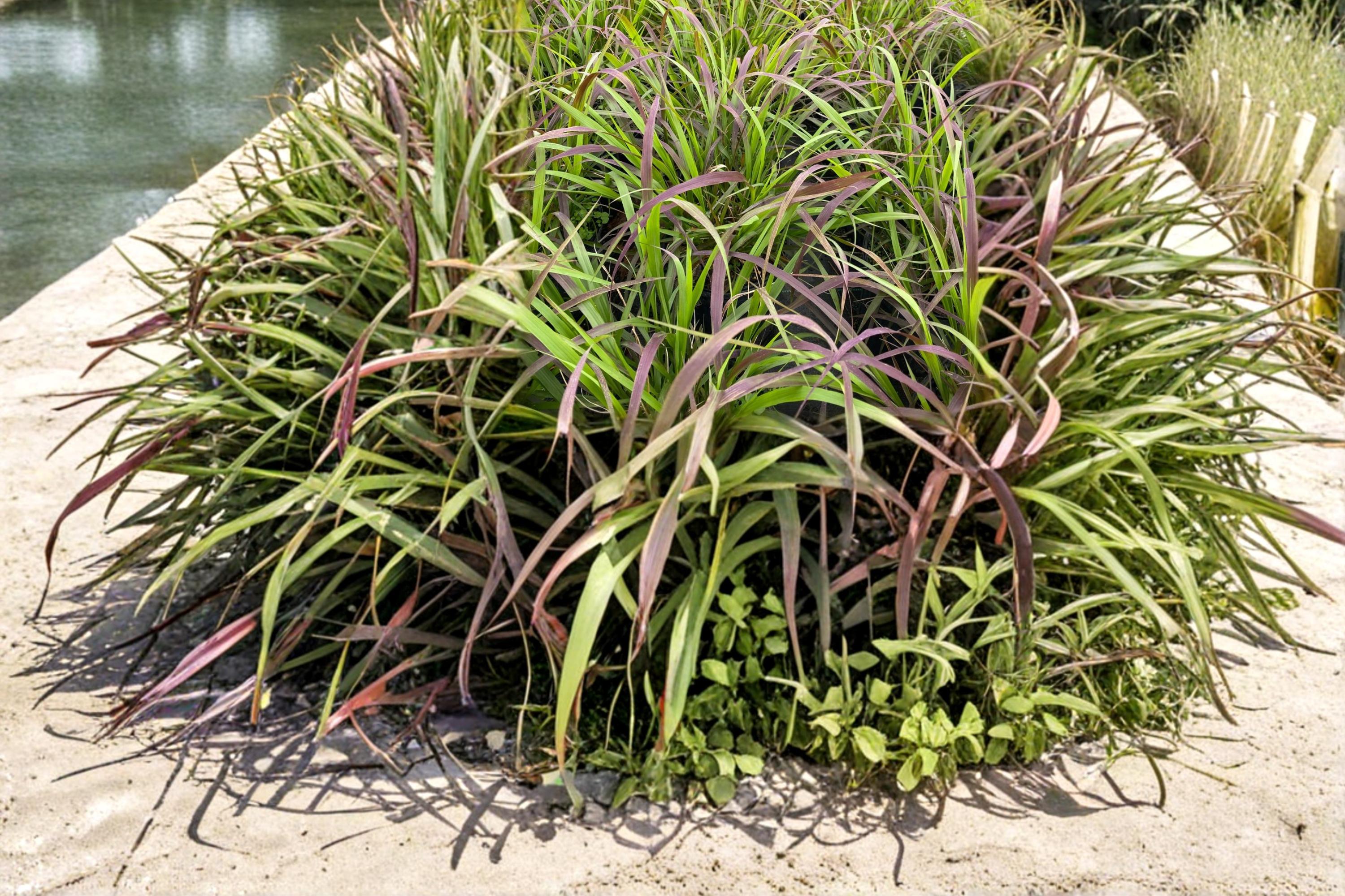 Purpletop Grass Seeds – Tridens flavus, Native Perennial Ornamental Meadow Grass, 500 Seeds