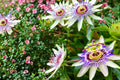 Passion Flower Seeds – Passiflora caerulea Climbing Vine for Vertical Gardens, Ornamental Flowering Plant