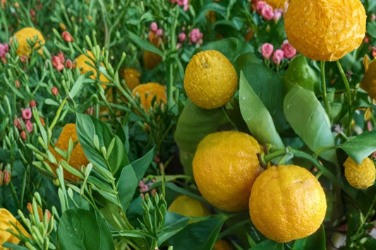 Dwarf Orange Seed Citrus sinensis Compact Fruit Tree for Containers and Small Gardens