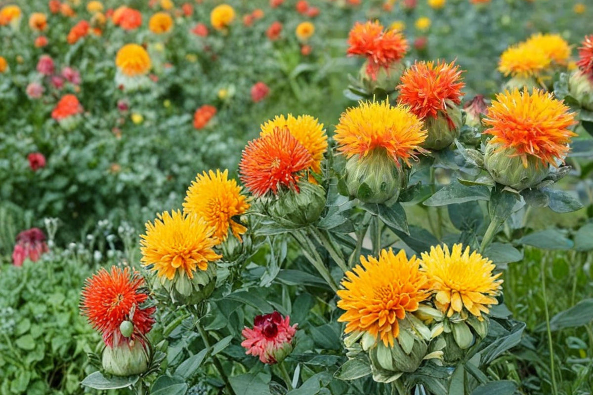 Zanzibar Safflower Seeds – Carthamus tinctorius, Mixed Orange and Gold Flowering Annual for Garden & Floral Arrangements