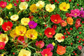 Moss Rose Seeds – Portulaca grandiflora – Colorful Annual Flower for Gardens & Containers