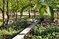 Hardy Rubber Tree Seeds, Eucommia ulmoides, Deciduous Ornamental Shade Tree, Garden & Landscape Plant