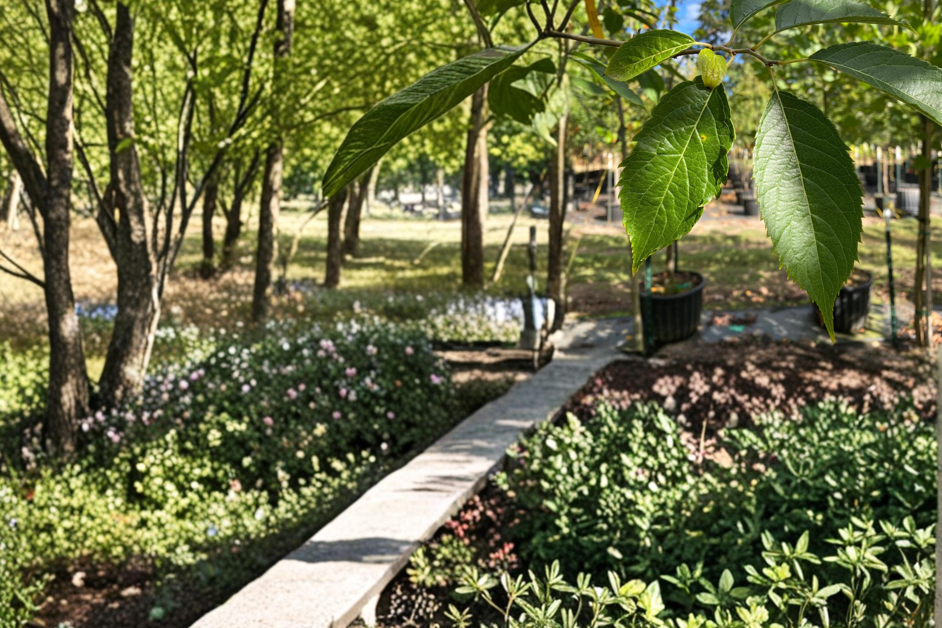 Hardy Rubber Tree Seeds, Eucommia ulmoides, Deciduous Ornamental Shade Tree, Garden & Landscape Plant