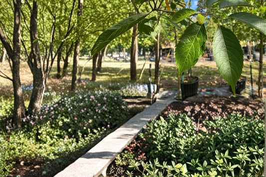 Hardy Rubber Tree Seeds, Eucommia ulmoides, Deciduous Ornamental Shade Tree, Garden & Landscape Plant
