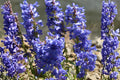 Empress Tree Seeds (100) | Royal Paulownia tomentosa Ornamental Fast-Growing Tree for Landscaping & Reforestation
