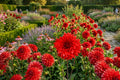 Red Babylon Dinner Plate Dahlia Bulb Tuber Clump – Large Perennial Blooms, Vibrant Red Flowers, Dahlia variabilis