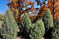 Rocky Mountain Juniper Seeds, Evergreen Conifer, Blue-Green Foliage, Juniperus scopulorum, Drought Tolerant, Landscape Tree