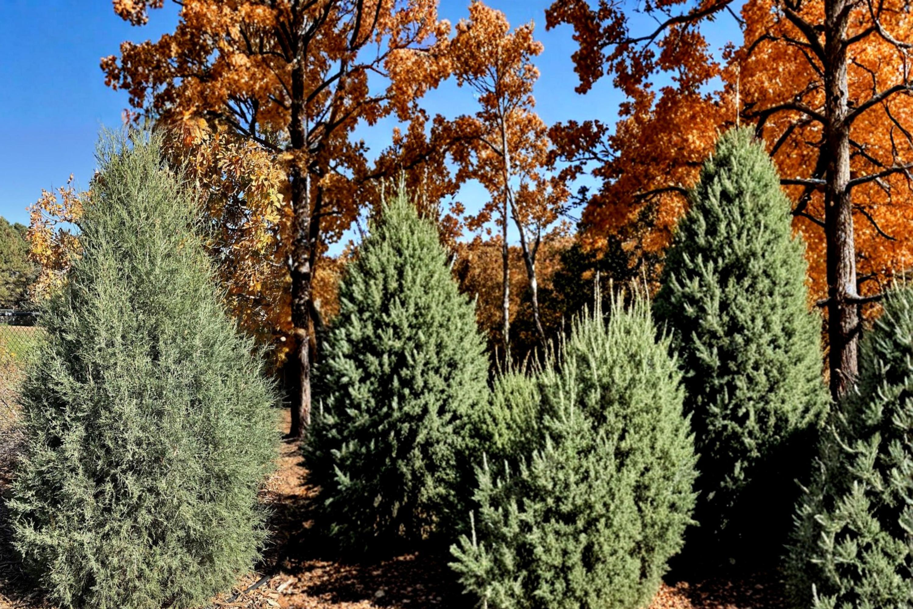 Rocky Mountain Juniper Seeds, Evergreen Conifer, Blue-Green Foliage, Juniperus scopulorum, Drought Tolerant, Landscape Tree