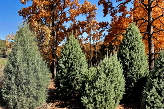 Rocky Mountain Juniper Seeds, Evergreen Conifer, Blue-Green Foliage, Juniperus scopulorum, Drought Tolerant, Landscape Tree
