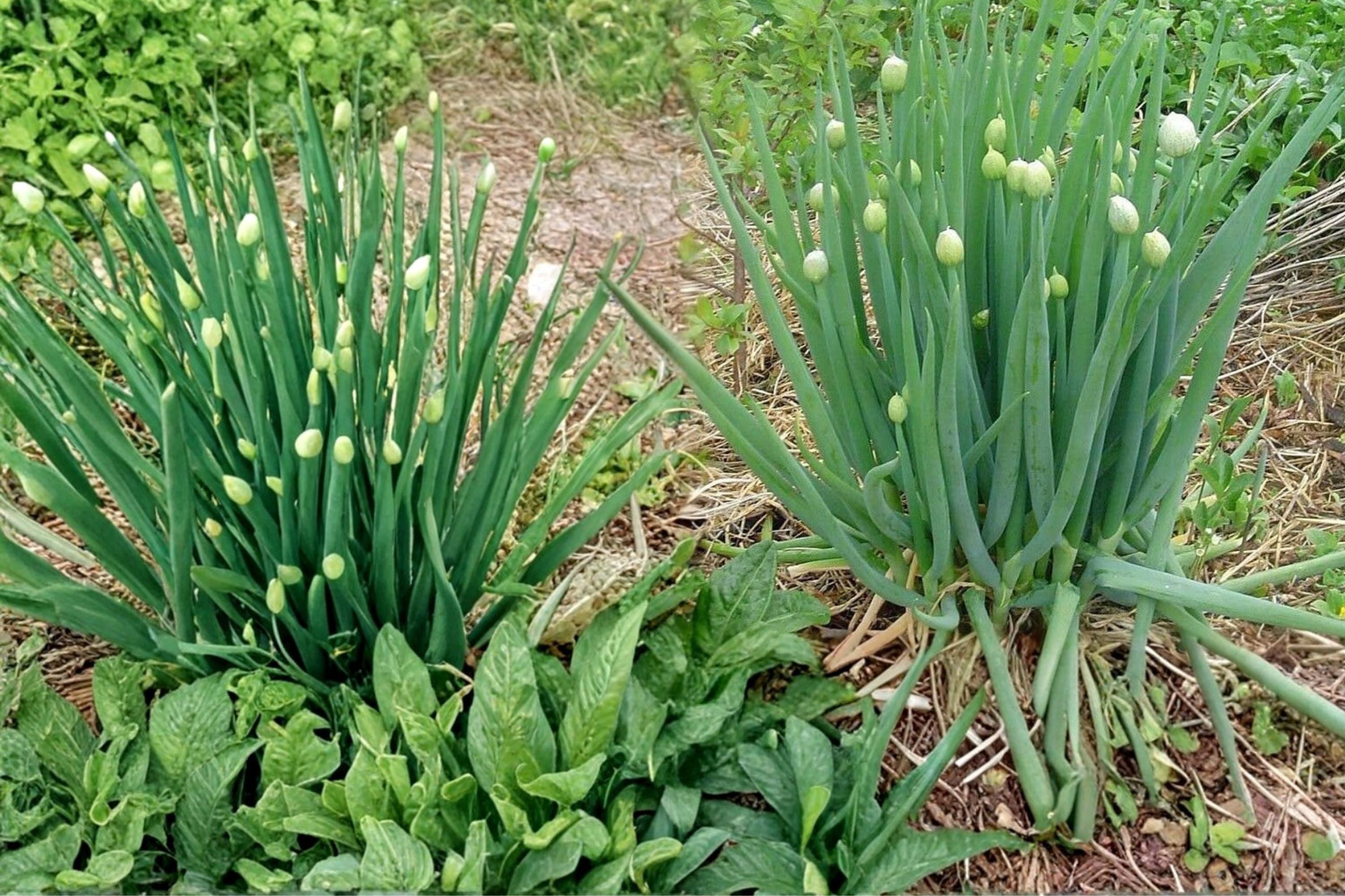 Nebuka Bunching Onion Seeds, Allium fistulosum, Herbaceous Vegetable, Clumping Green Onion, Kitchen Garden, Container Plant