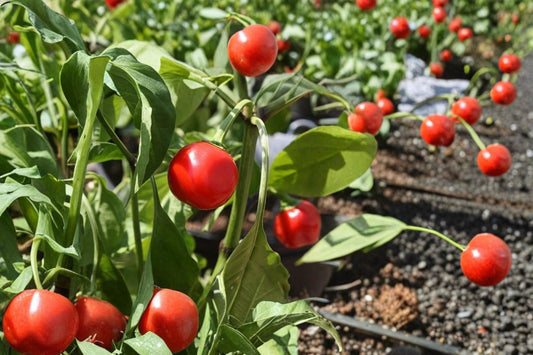 Red Cherry Pepper Seeds – Capsicum annuum, Compact Annual with Red Round Fruits, Moderate Heat, Garden & Container Plant