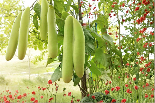 Cucuzzi Gourd Seeds – Lagenaria siceraria Herbaceous Climbing Vine for Garden Trellises and Fences
