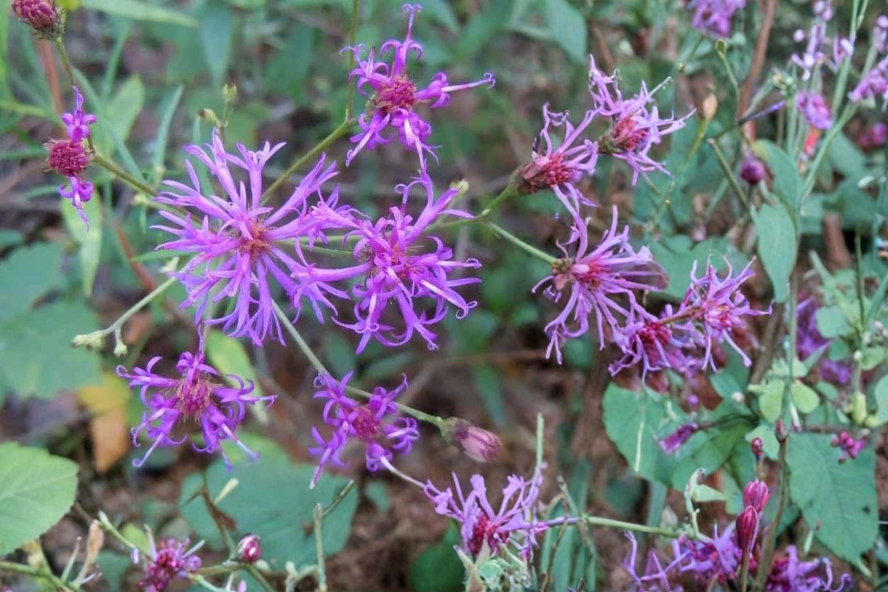 Narrow Leaf Ironweed Seeds – Vernonia angustifolia – Native Perennial with Purple Clusters for Prairie & Meadow Gardens